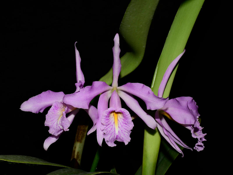 Cattleya maxima. 'Barbara'
