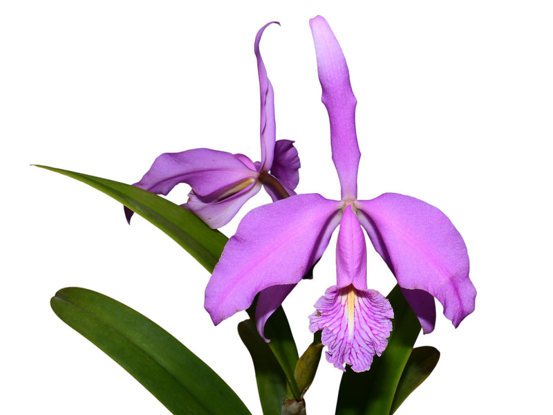 Cattleya maxima. 'Barbara'