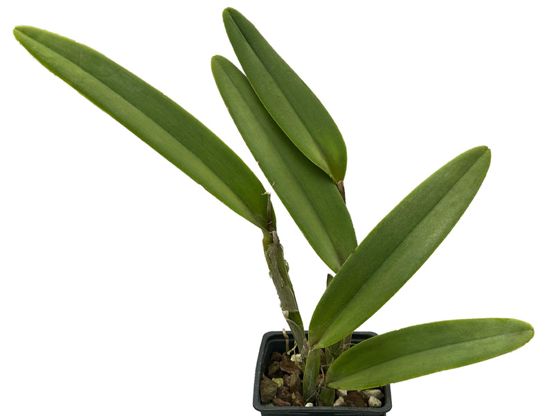 Cattleya maxima Ecua 00138 x ecua 00139