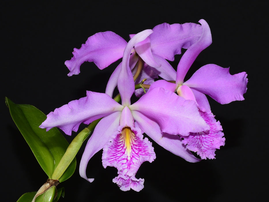 Cattleya maxima Ecua 00139 x Ecua 00138