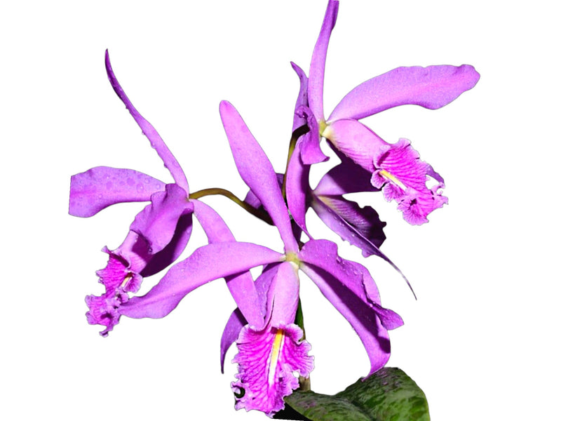 Cattleya maxima Ecua 00157 x Ecua 00140