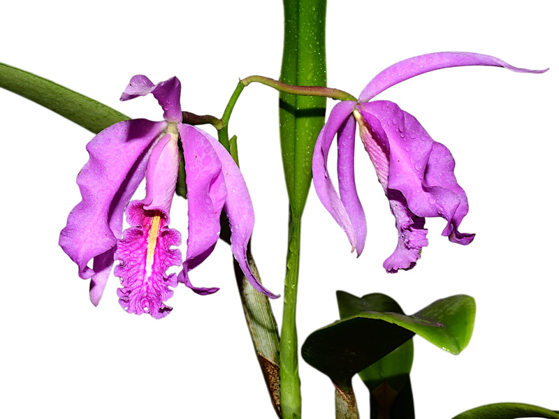 Cattleya maxima Ecua 0201 x Ecua 0204