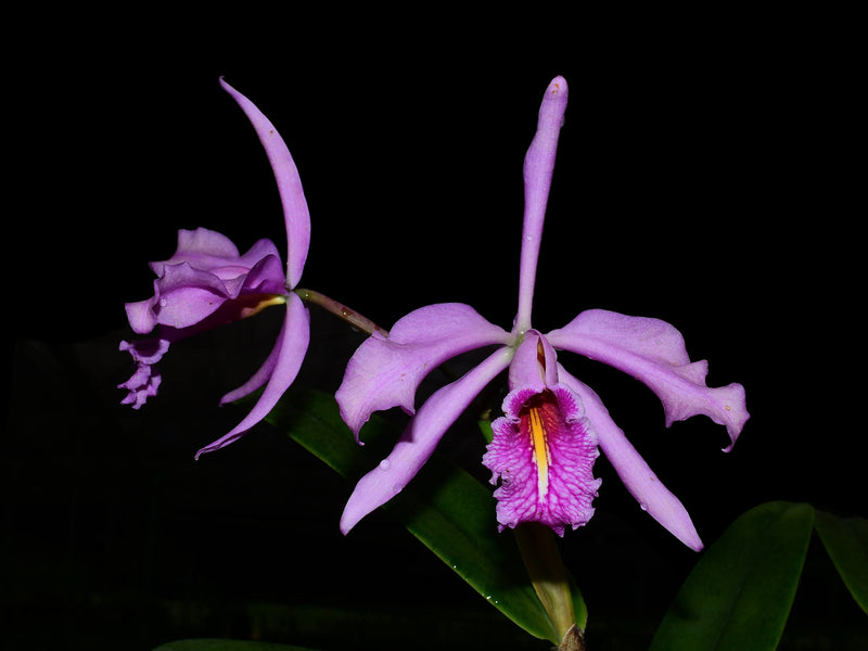 Cattleya maxima Ecua 0204 x Ecua 0201