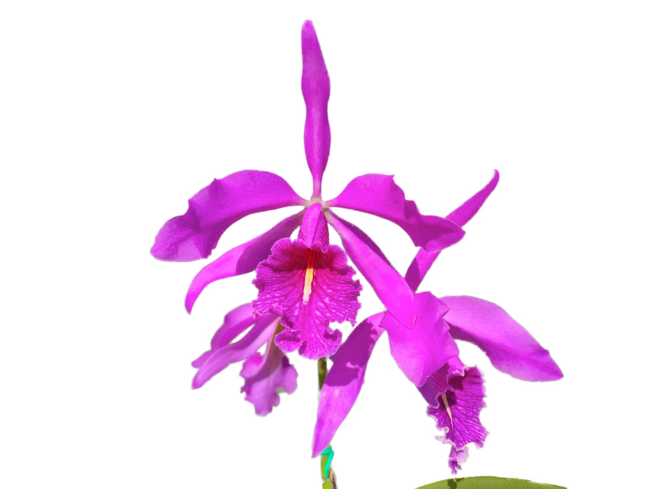 Cattleya maxima Ecua 0232 x Ecua 0244