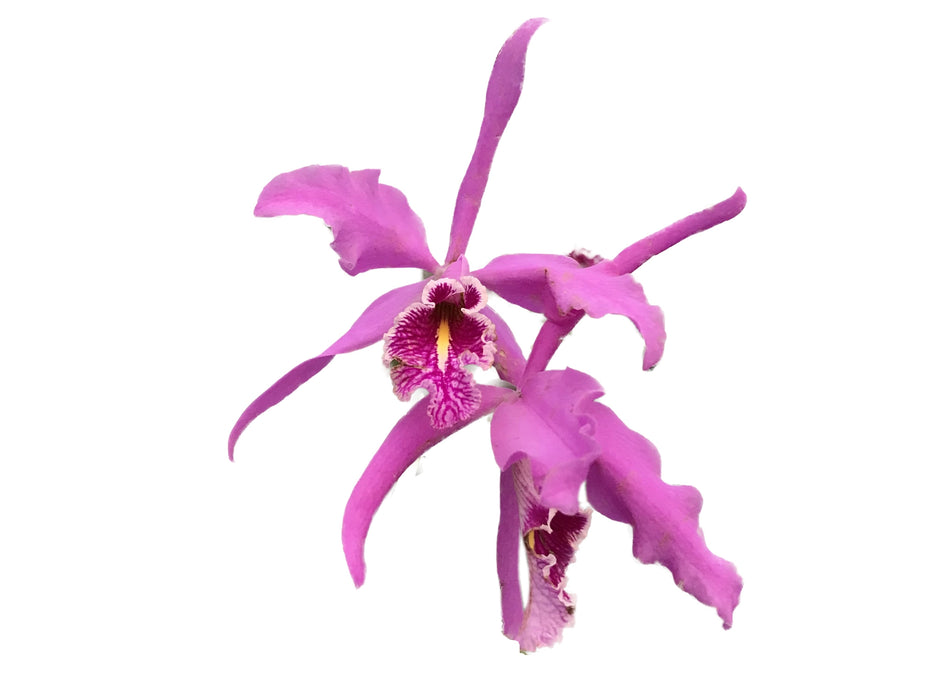 Cattleya maxima La Churonita