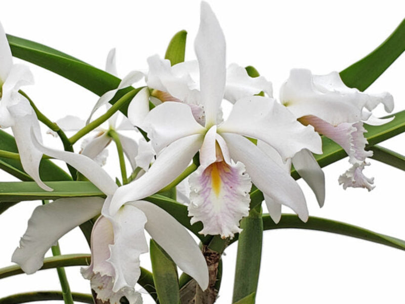 Cattleya maxima 'Munequita' x 'Roy' blanca