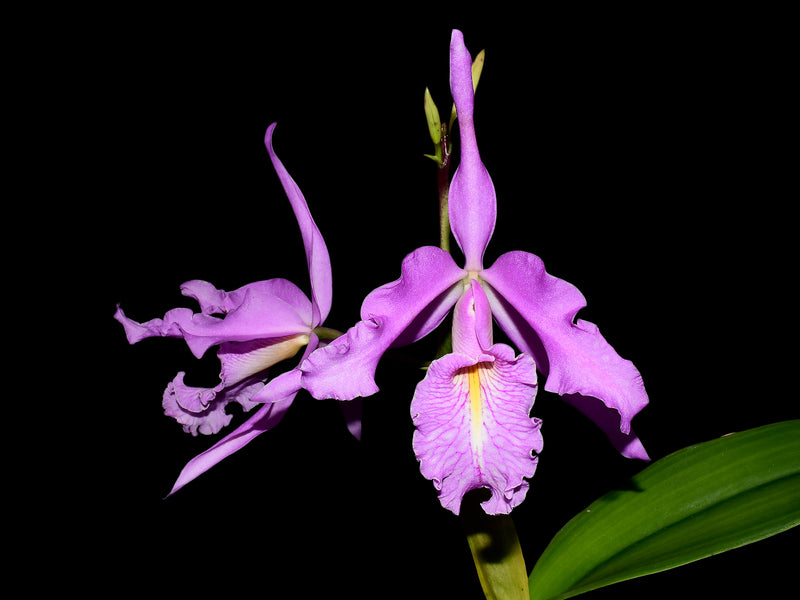 Cattleya maxima. Scott