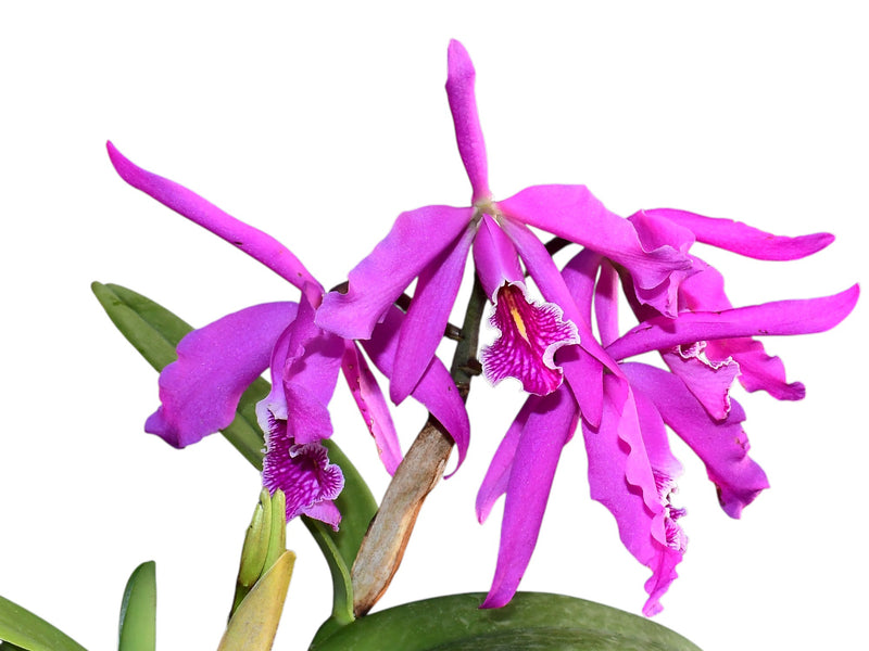 Cattleya maxima 'Vilcabamba'