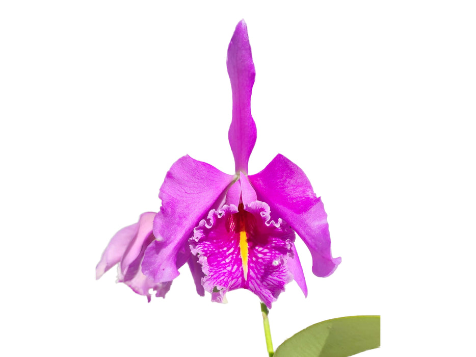 Cattleya maxima 'Churonita' x 'La Esperada' cod 3289