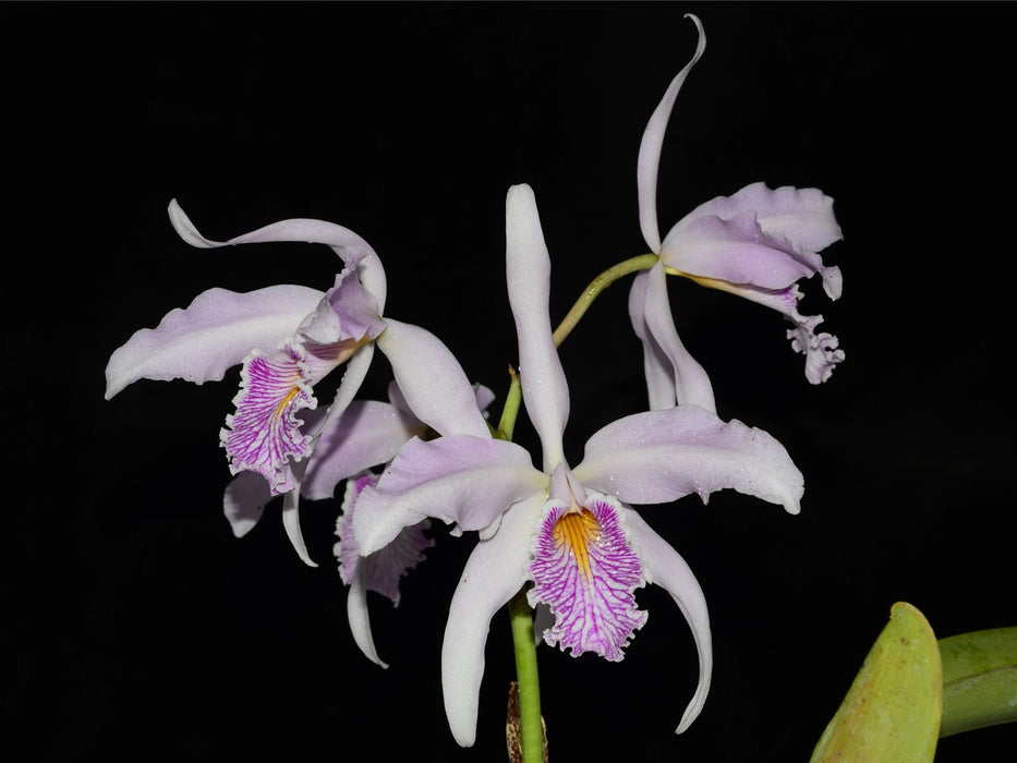 Cattleya maxima 'Clarita'