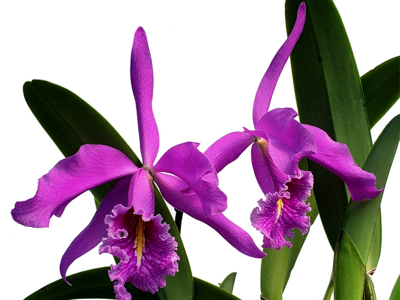 Cattleya maxima 'Didier'