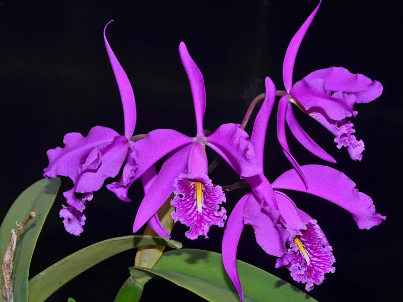 Cattleya maxima 'Didier'