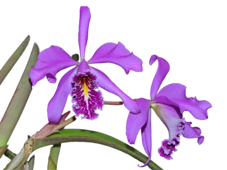 Cattleya maxima 'Muñequita' x 'Roy'