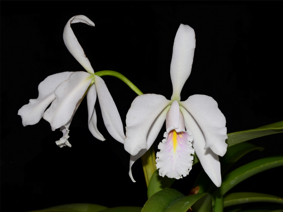 Cattleya maxima 'Munequita' x 'Roy' blanca