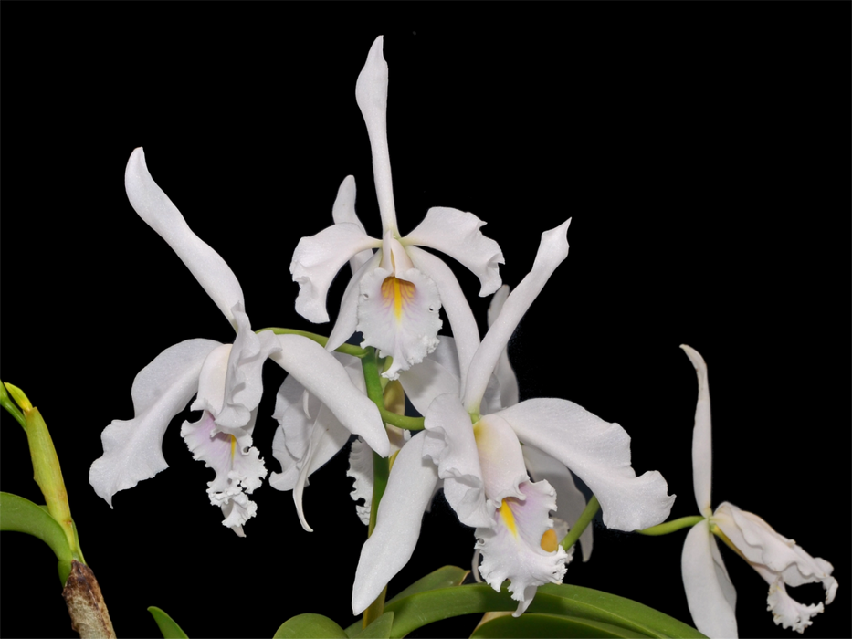 Cattleya maxima 'Munequita' x 'Roy' blanca