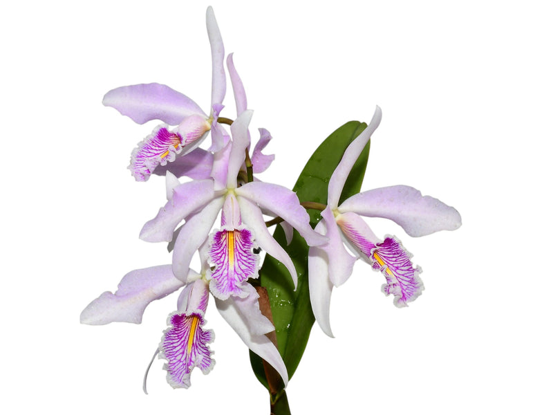 Cattleya maxima f. alba 'Paloma' x f. semialba 'Hector'