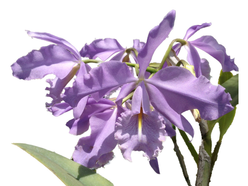 Cattleya maxima f. coerulea 'Gigi'