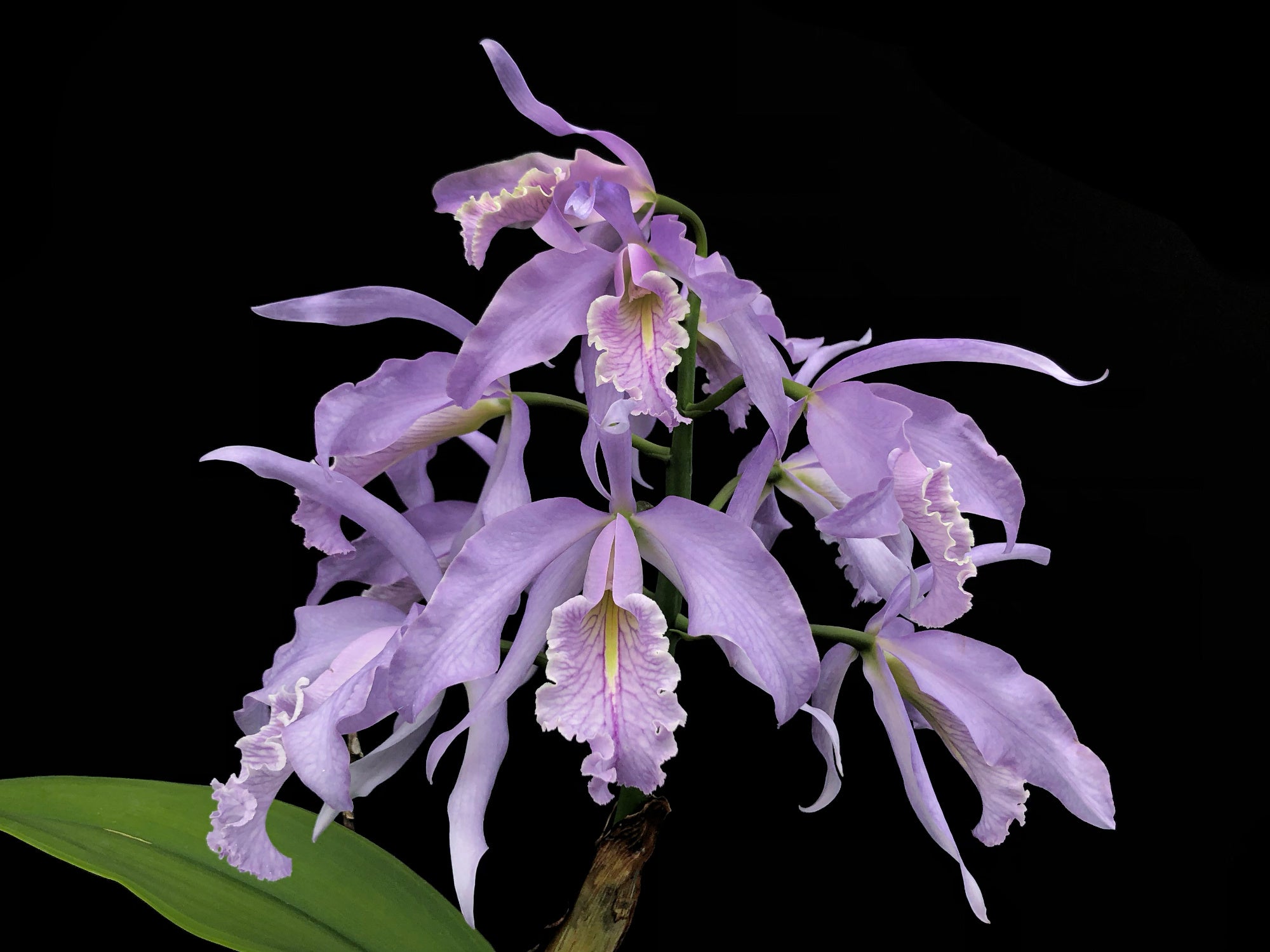 原種洋ラン C. maxima coerulea sib Cattleya maxima coerulea x sib