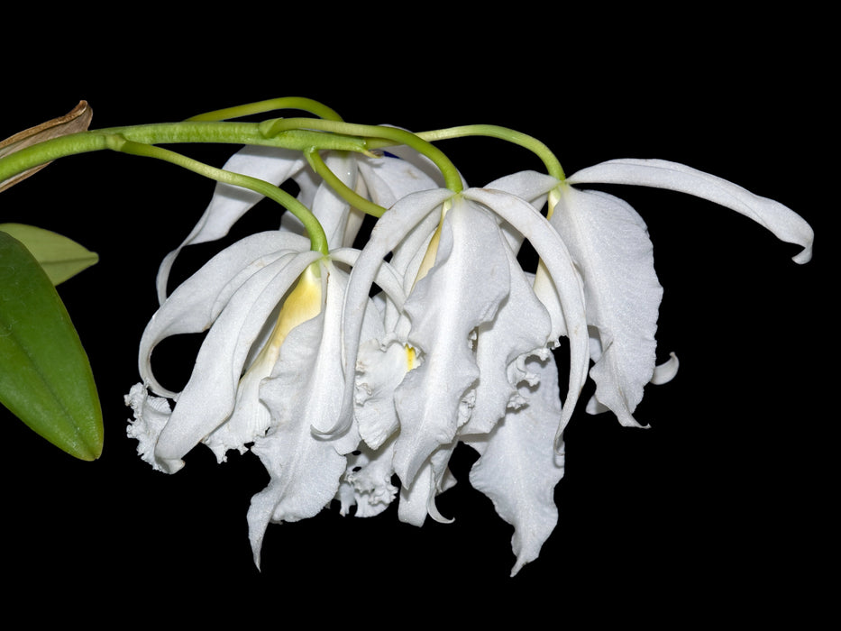 Cattleya maxima f. alba