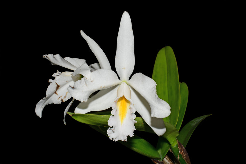 Cattleya maxima f. albescens