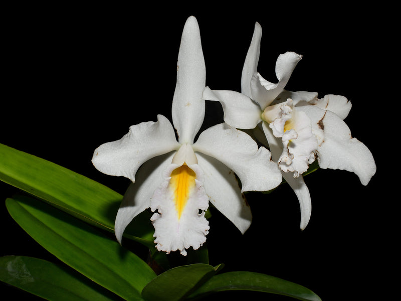 Cattleya maxima f. albescens