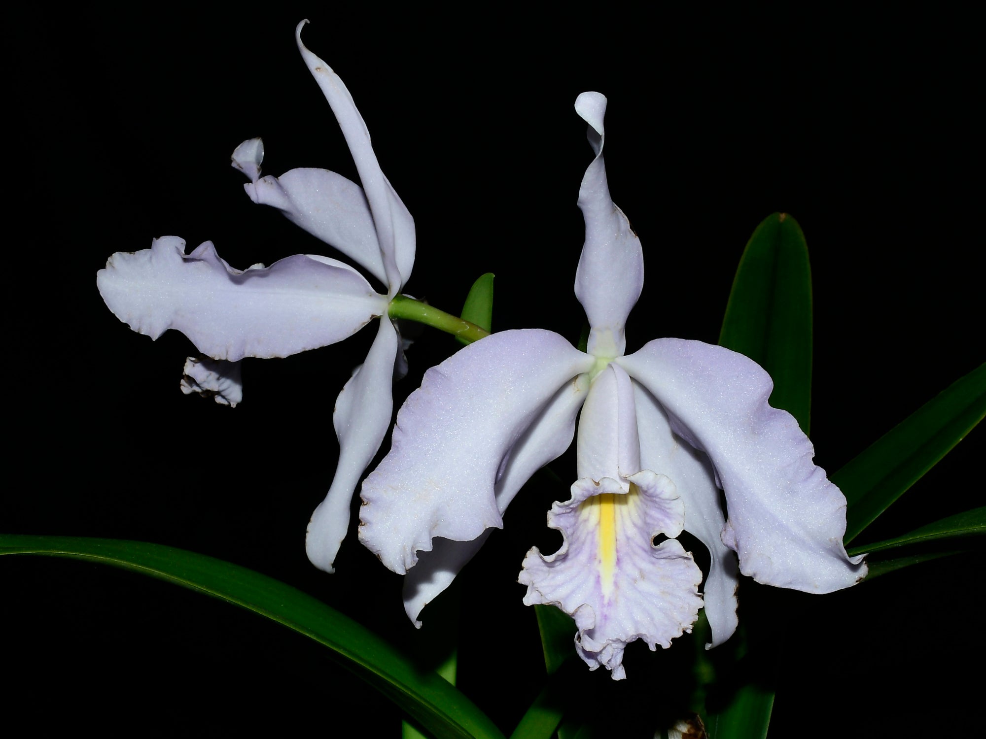 Cattleya maxima f. coerulea Ecua 0168 x 'Gigi Dream' — Ecuagenera