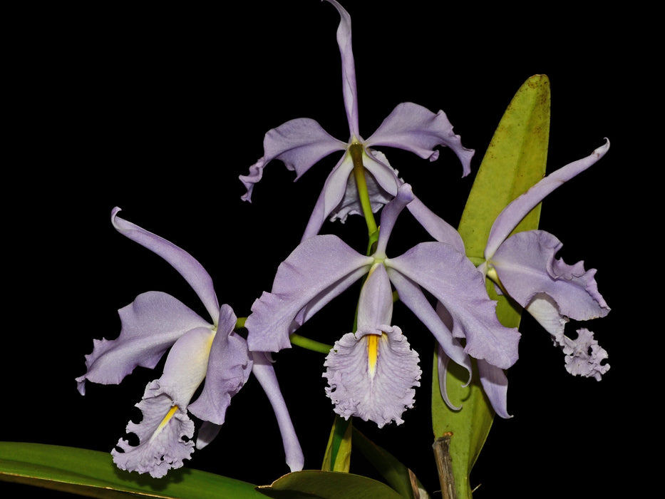 Cattleya maxima f. coerulea 'Gigi' x 'Angelo'