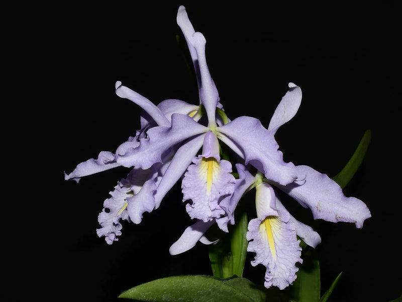 Cattleya maxima f. coerulea 'Gigi' x 'Angelo' X 'Scott'