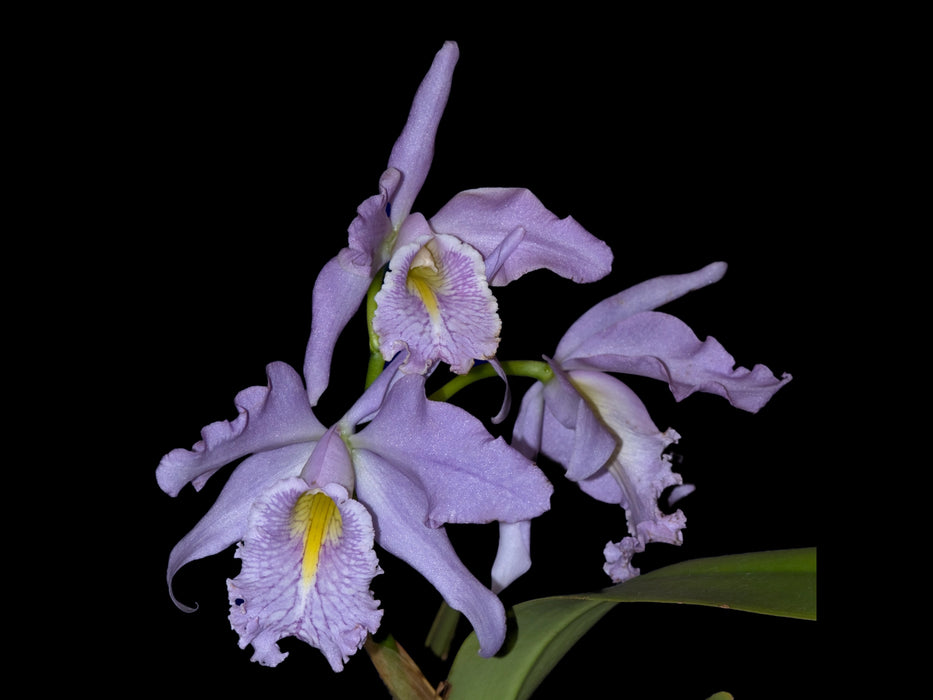 Cattleya maxima f. coerulea 'Hector'