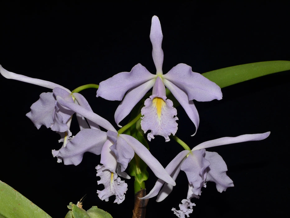 Cattleya maxima f. coerulea 'Hector'