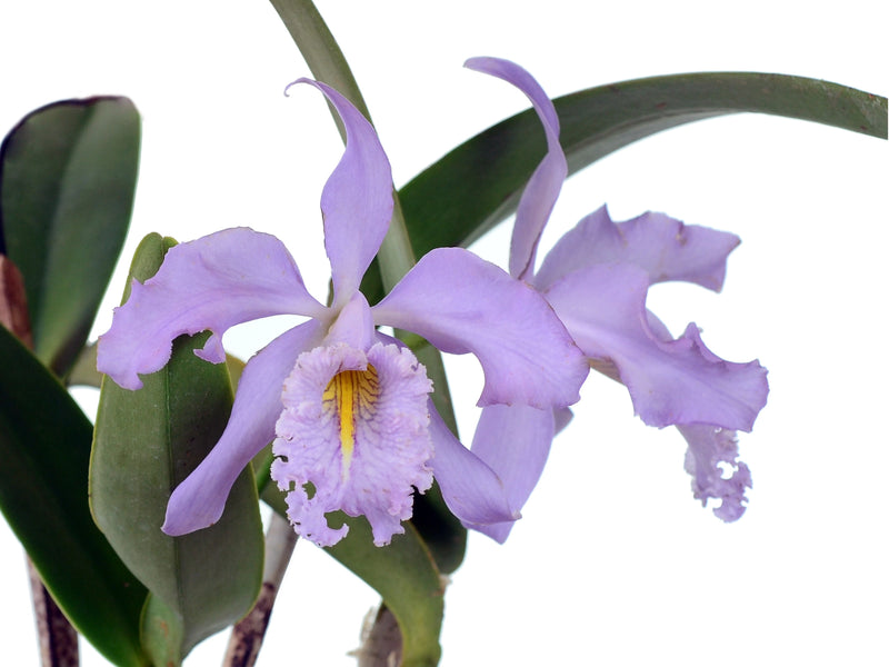 Cattleya maxima f. coerulea 'Ingrid' x f. coerulea 'Angelo'
