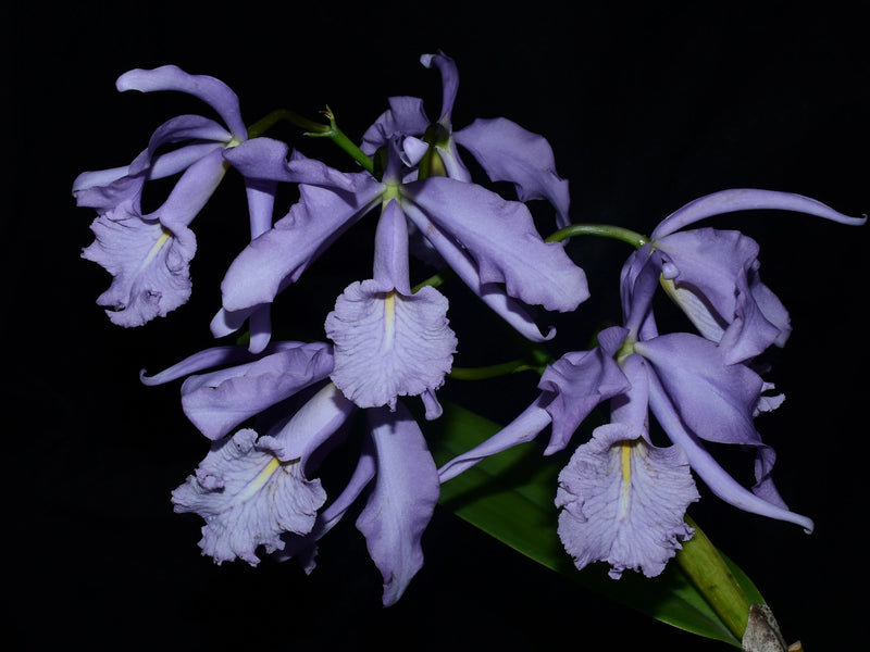 Cattleya maxima f. coerulea 'Ingrid' x f. coerulea 'Angelo'