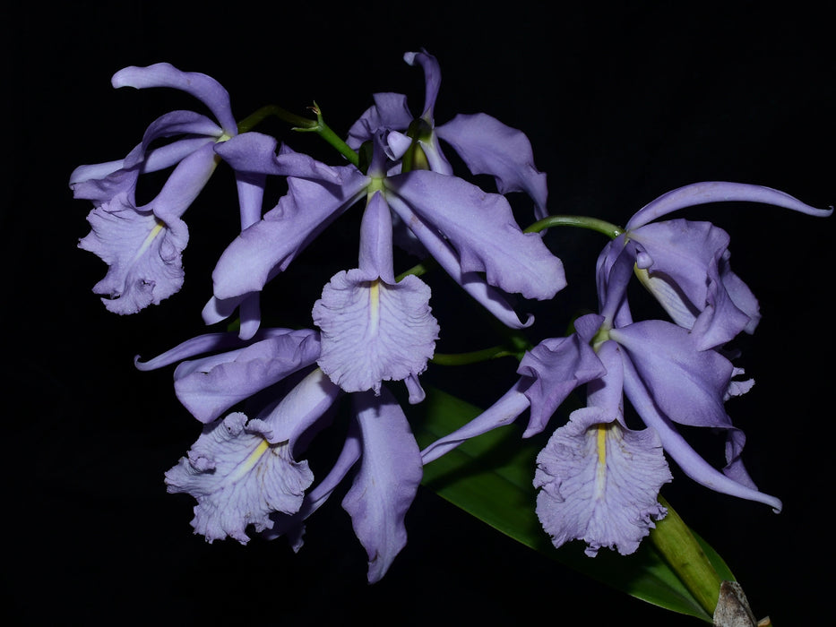 Cattleya maxima f. coerulea ('Ingrid' x 'Angelo')