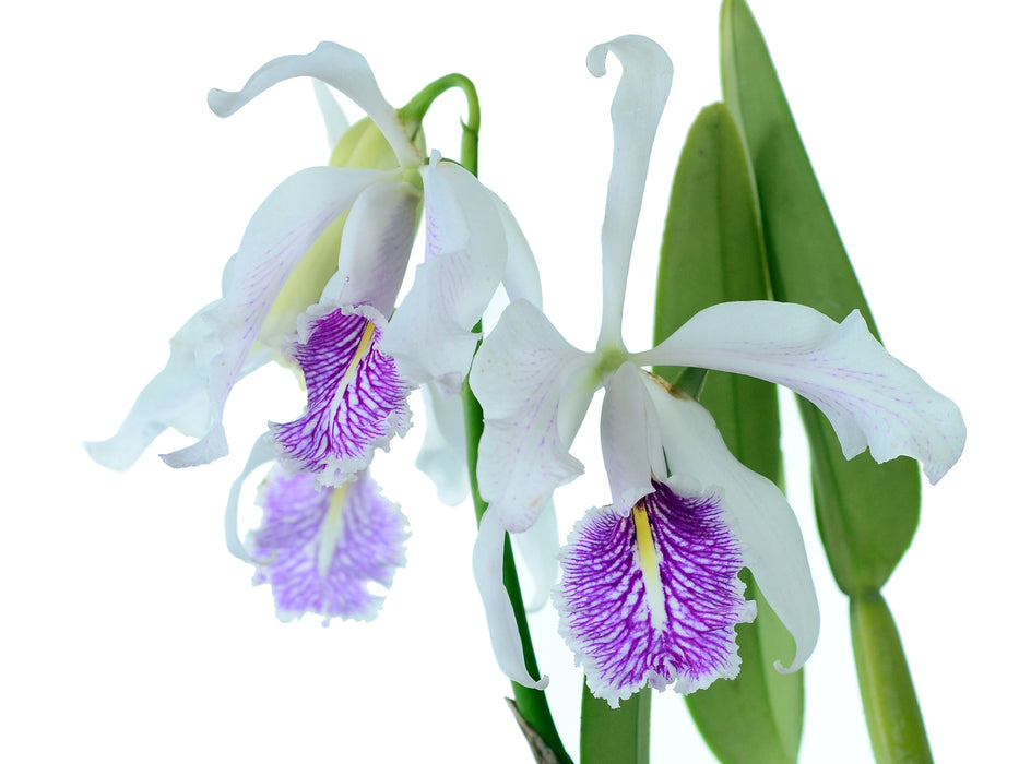 Cattleya maxima f. semialba