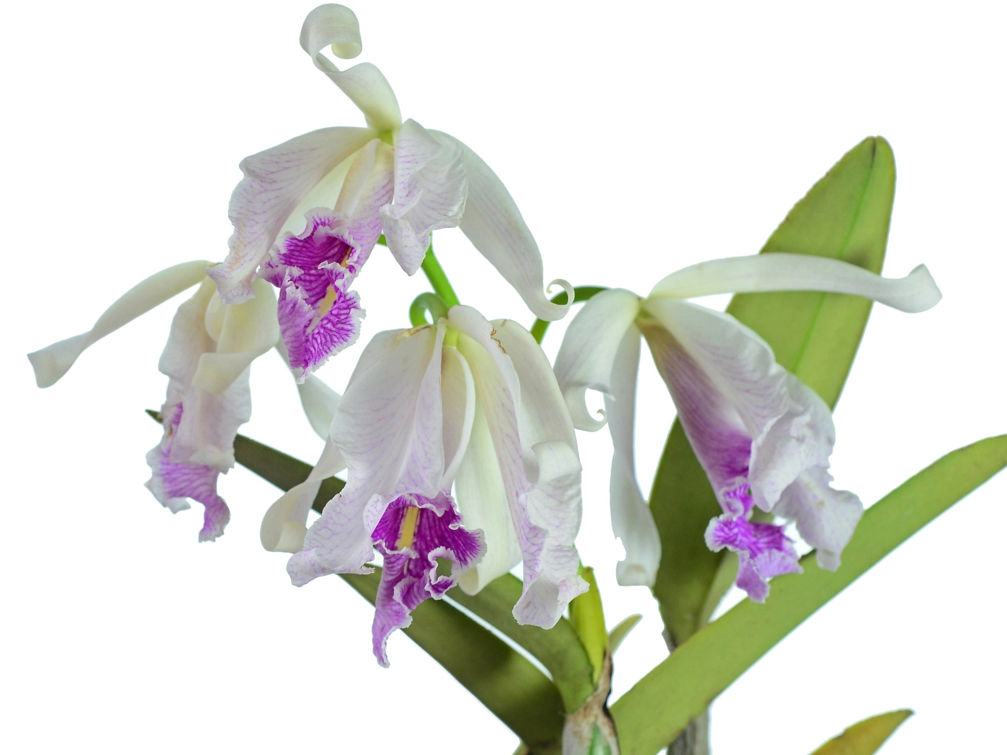 Cattleya maxima f. semialba ('Angel' x 'Rolando')