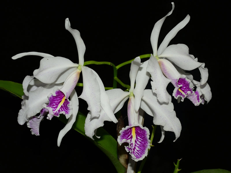 Cattleya maxima f. semialba ('Angel' x 'Rolando')