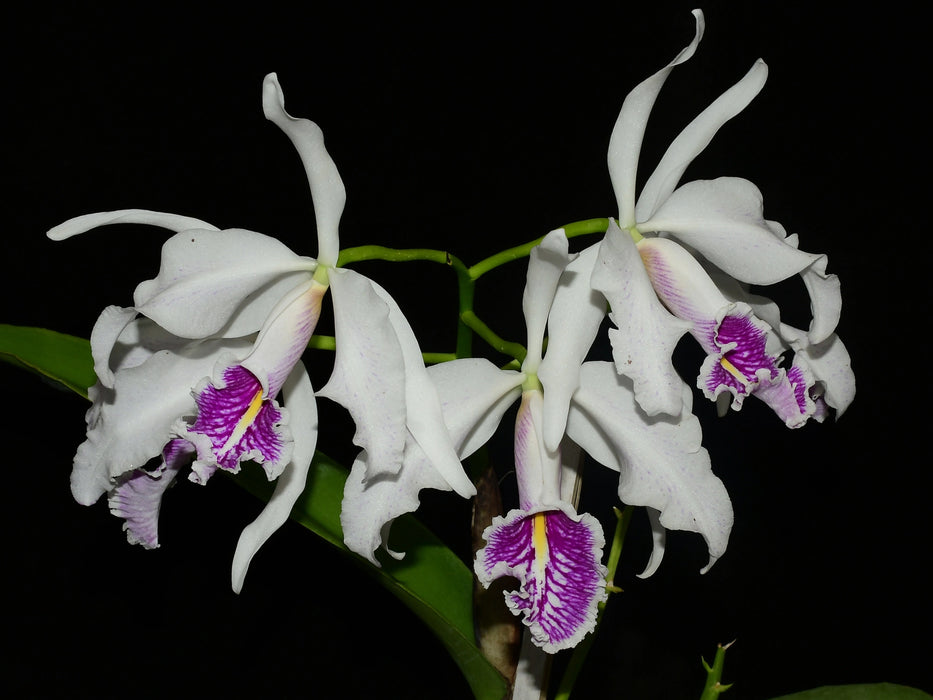 Cattleya maxima f. semialba 'Angel' x 'Rolando'