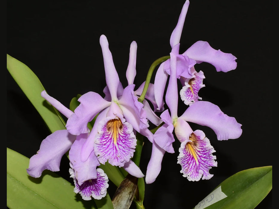 Cattleya maxima f. semialba 'Delicata' x 'Ingrid'