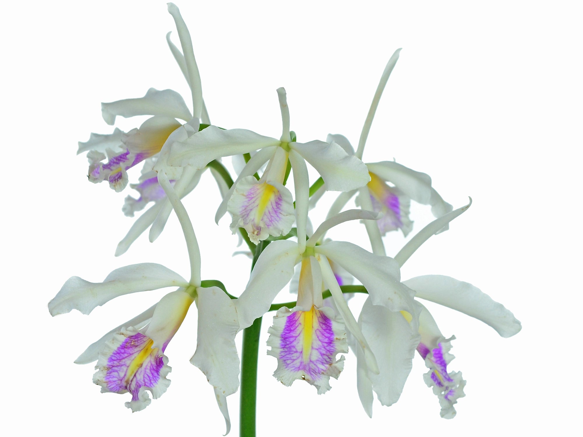 Cattleya maxima f. semialba 'Felipe' x f. semialba pink lip
