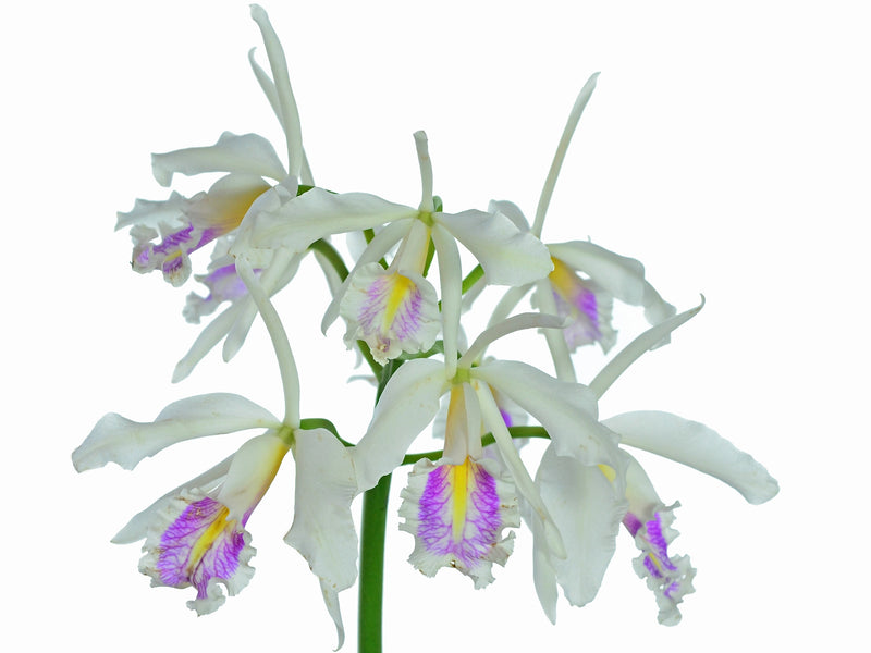 Cattleya maxima f. semialba 'Felipe' x f. semialba pink lip