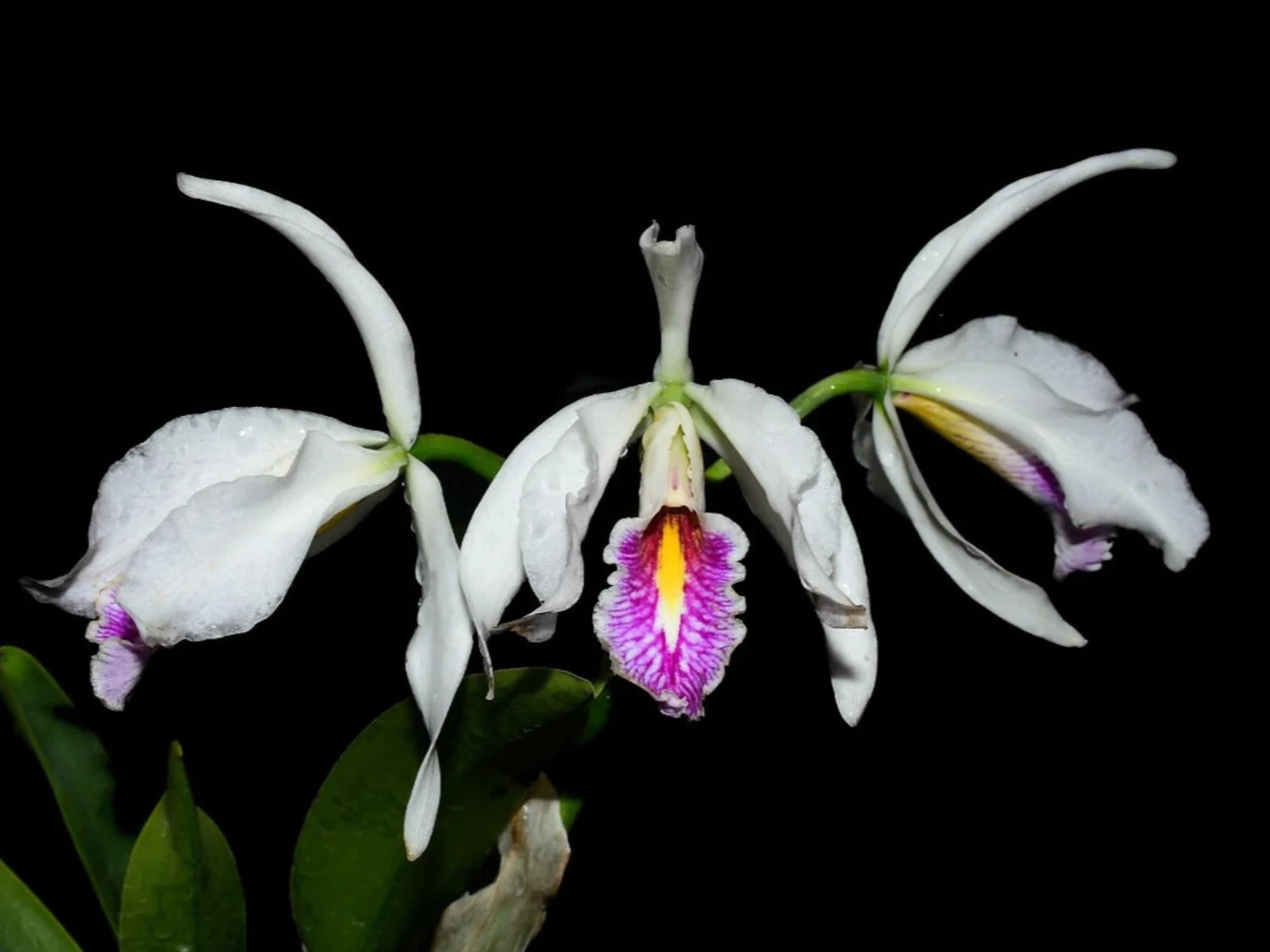 Cattleya maxima f. semialba x 'Gigi'