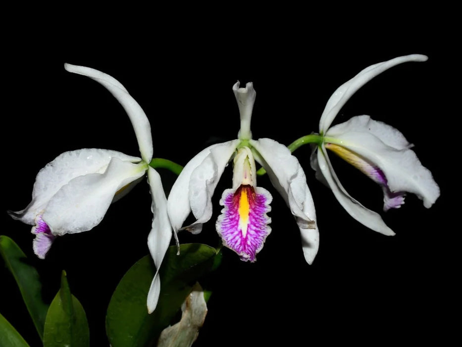 Cattleya maxima f. semialba x 'Gigi'