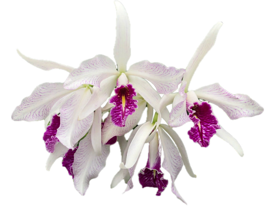 Cattleya maxima f. semialba 'striada'