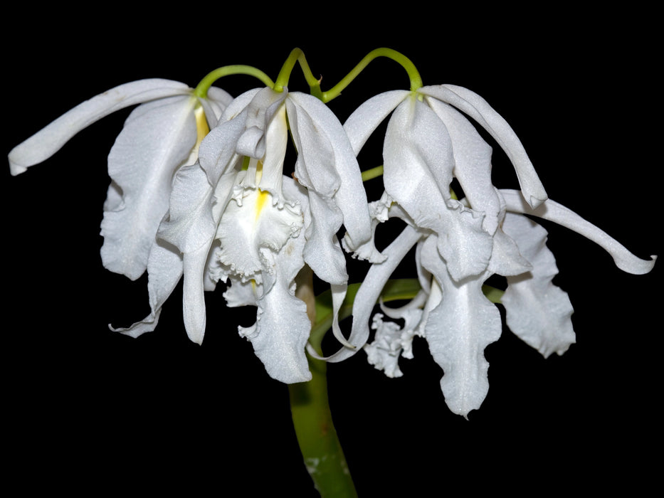 Cattleya maxima f. alba