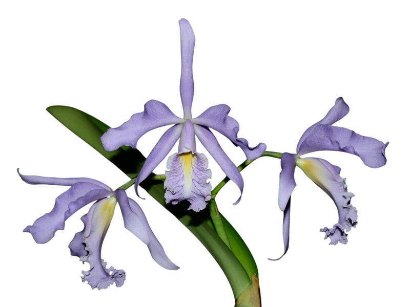 Cattleya maxima f. coerulea