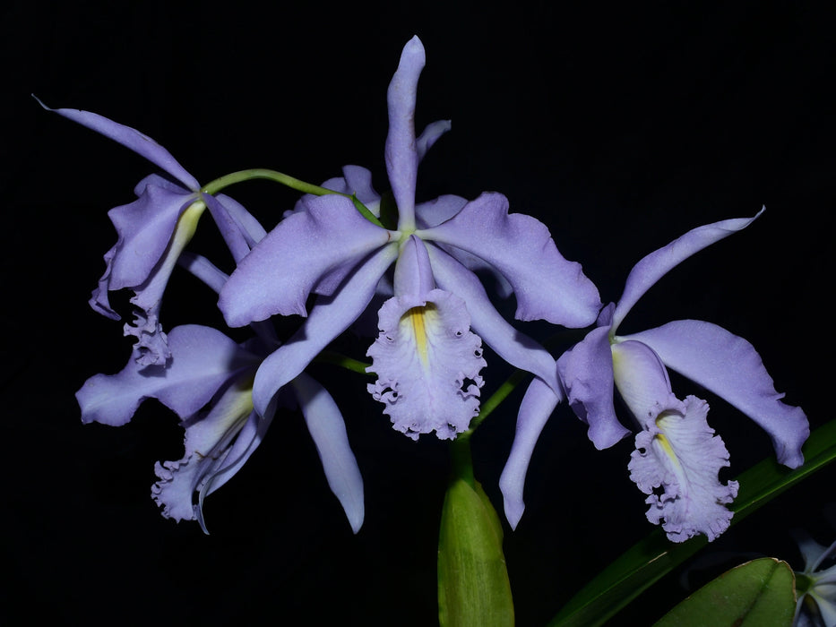 Cattleya maxima f. coerulea 'Hector' x 'Gigi'