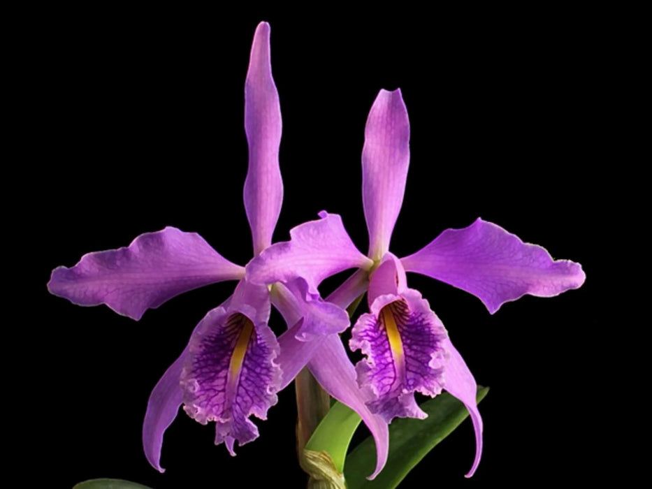 Cattleya maxima rosea