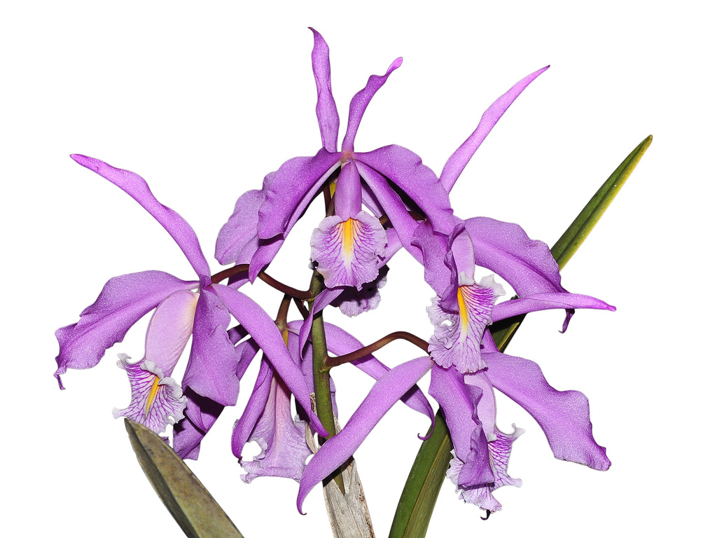 Cattleya_maxima_tall.
