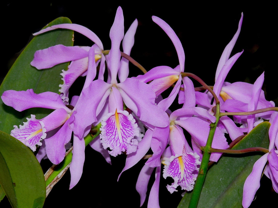 Cattleya maxima tall