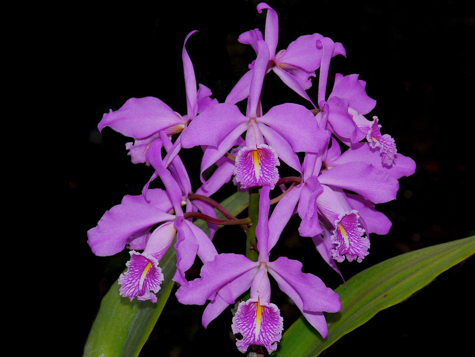 Cattleya maxima tall